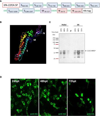 Immunogenicity and efficacy of a novel multi-patch SARS-CoV-2/COVID-19 vaccine candidate